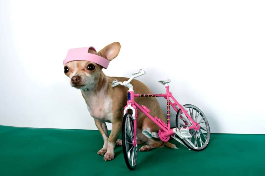 Tiny pink bike with a lap dog